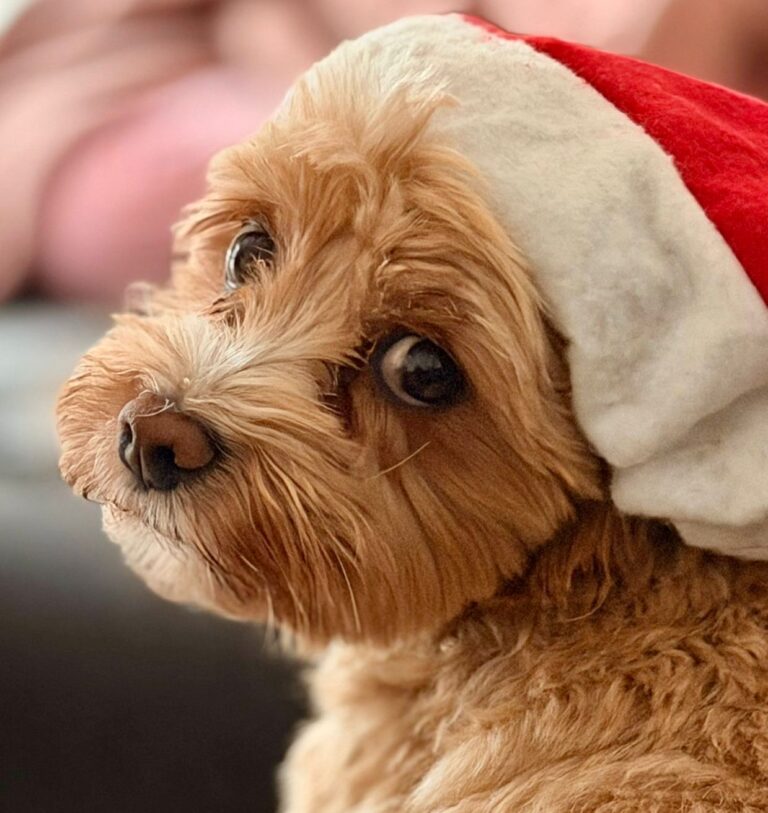 Hundegrüße Nikolaus